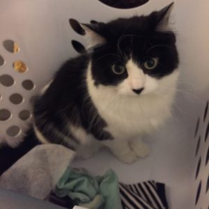 Magpie sitting on laundry