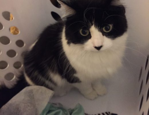 Magpie sitting on laundry