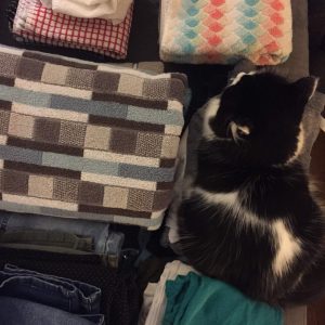cat on laundry
