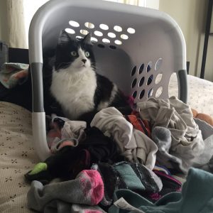 Magpie in laundry