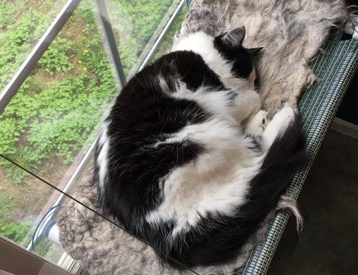 Magpie napping on cot