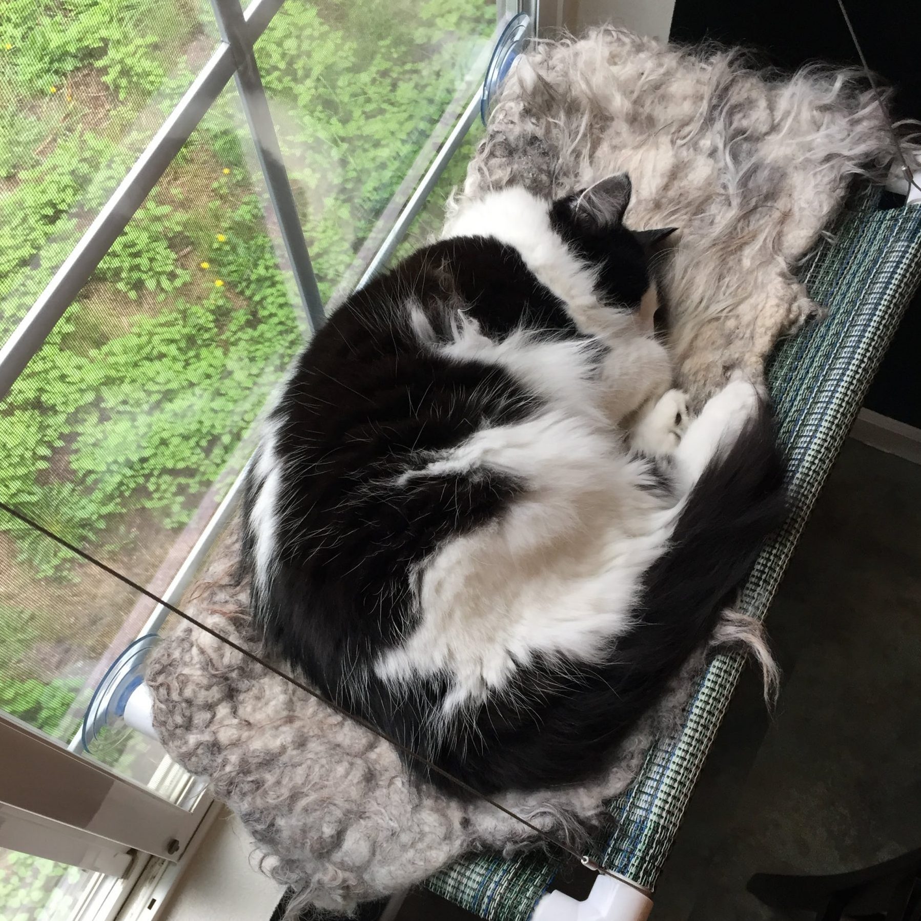 Magpie napping on cot