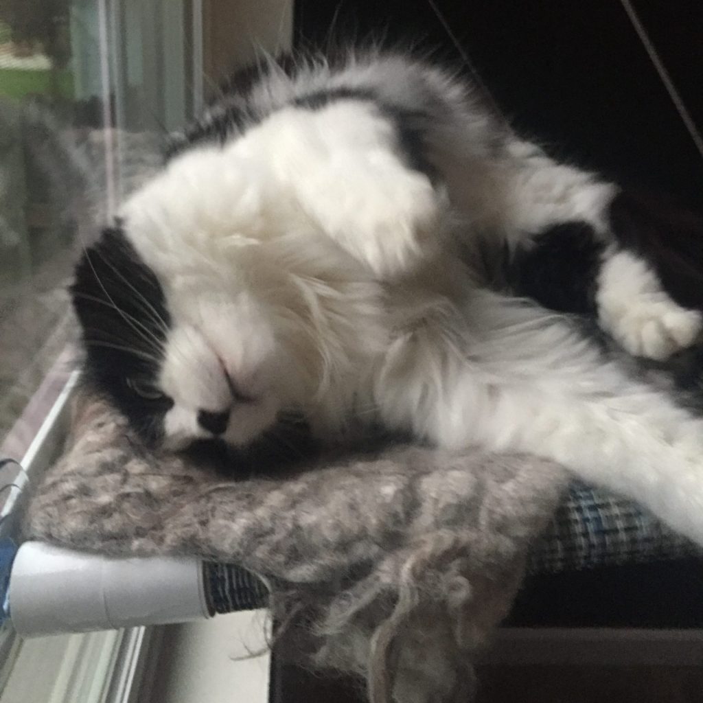 Magpie on Cats Love Ewe bed