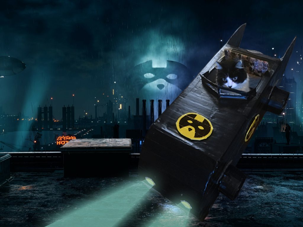 Magpie in catmobile